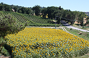 Foto dell'Agriturismo La Fonte